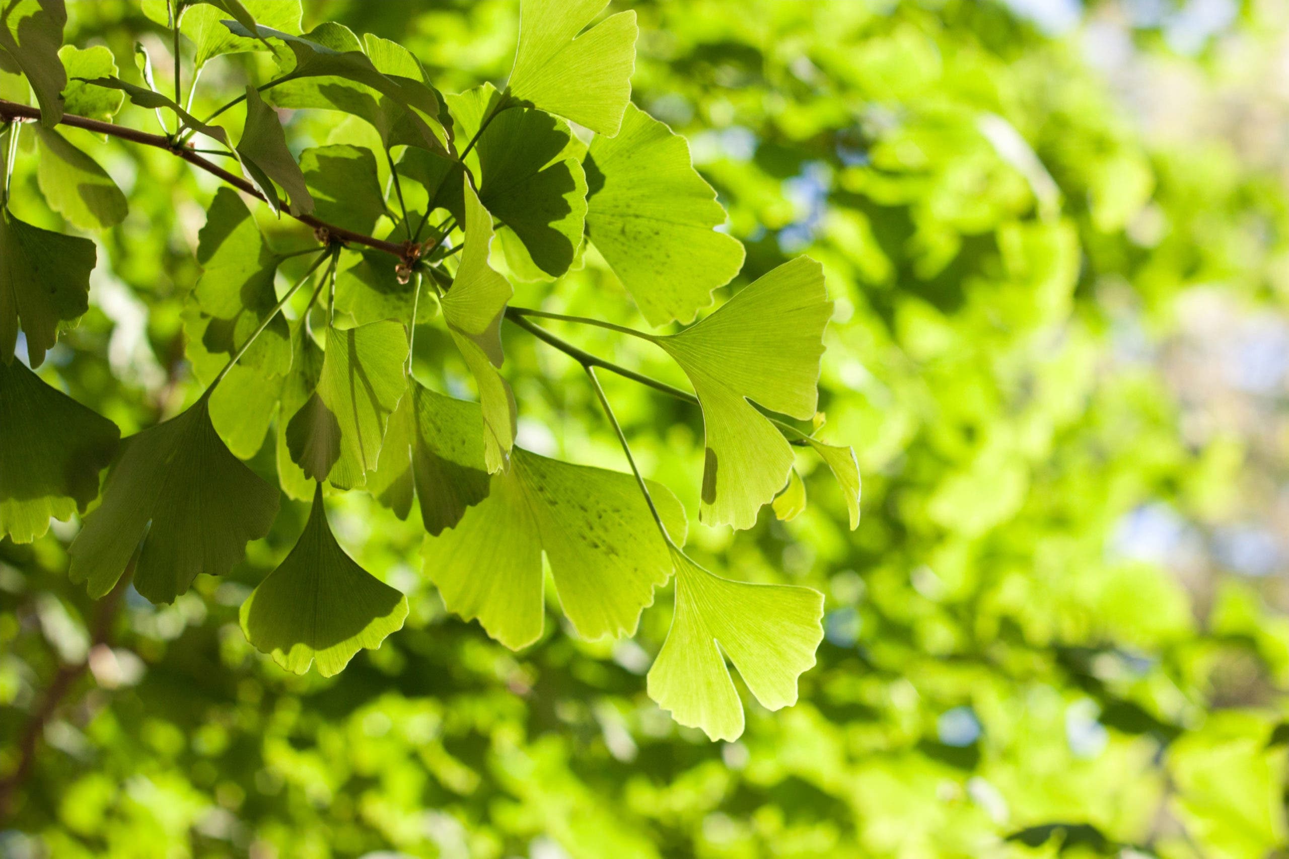 gingko vert