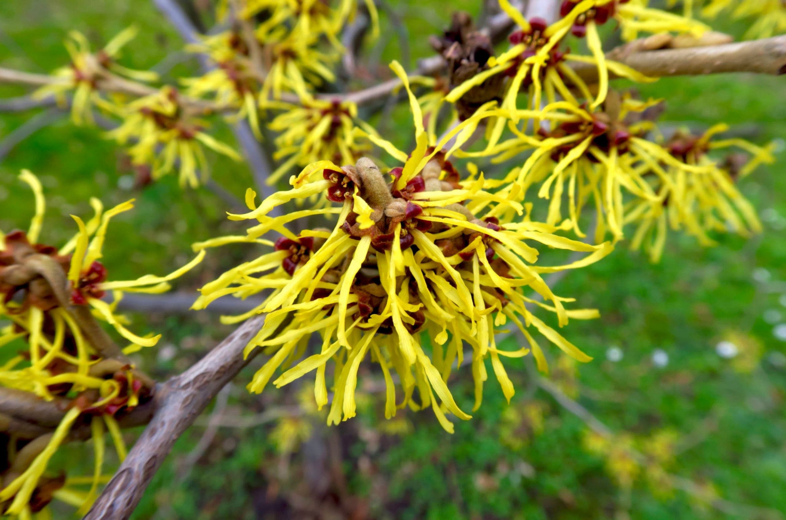 hamamelis