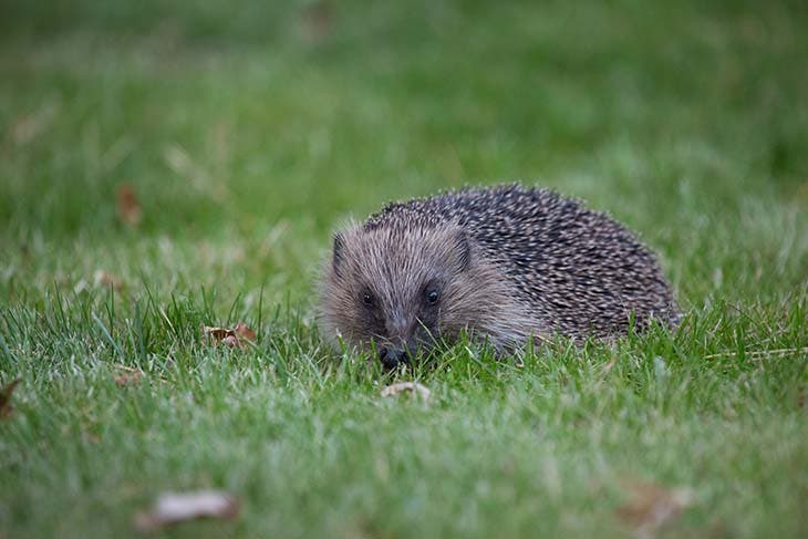 Un hérisson dans le jardin 