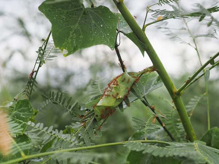 Des fourmis dans le jardin – source : spm