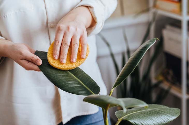 Nettoyage des feuilles de plantes