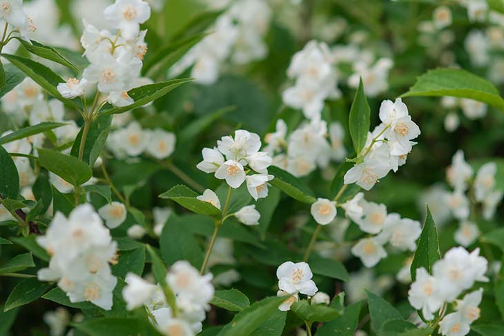 jasmin dans le jardin