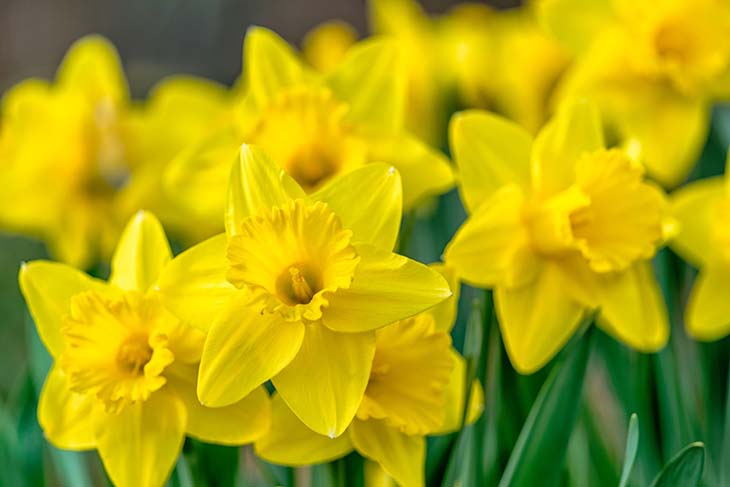 Les jonquilles 