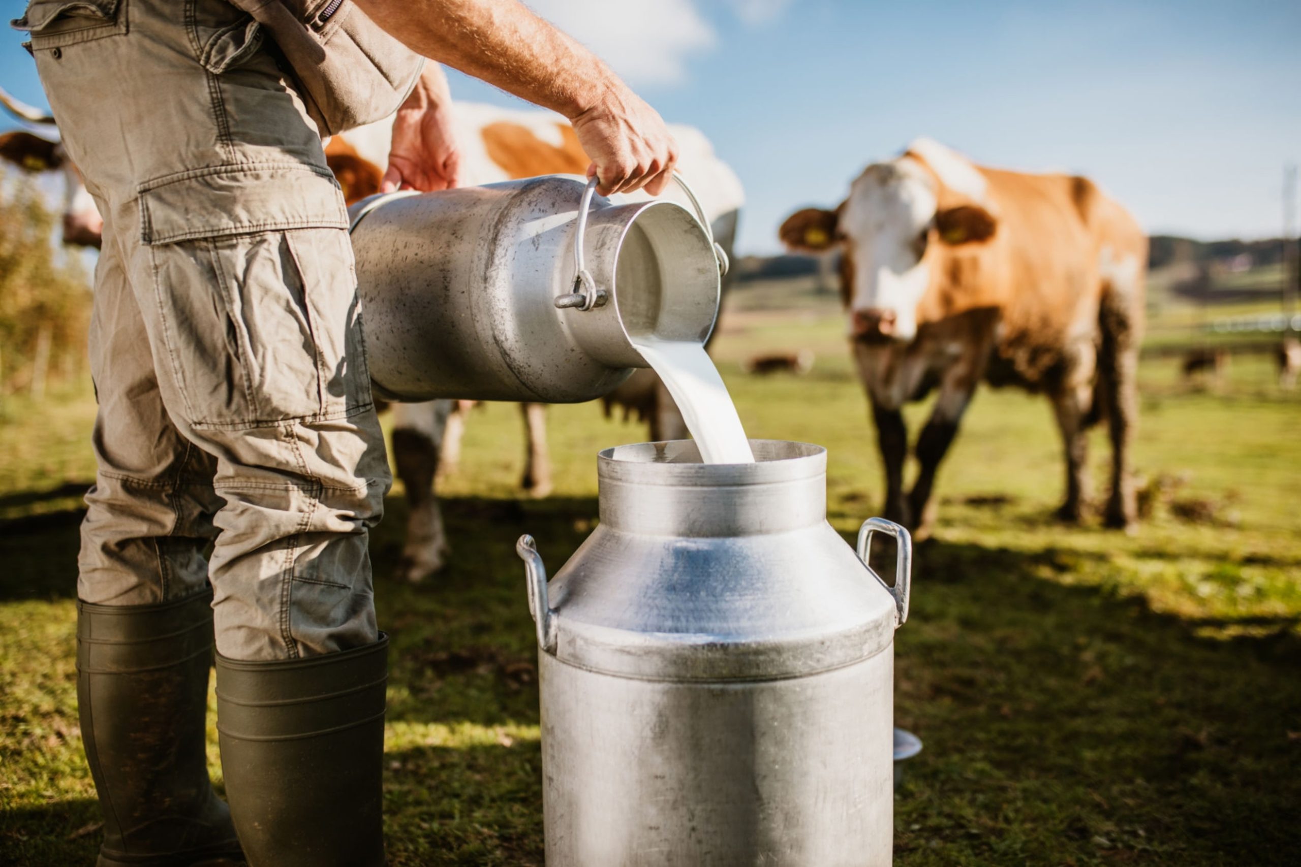 lait de vache