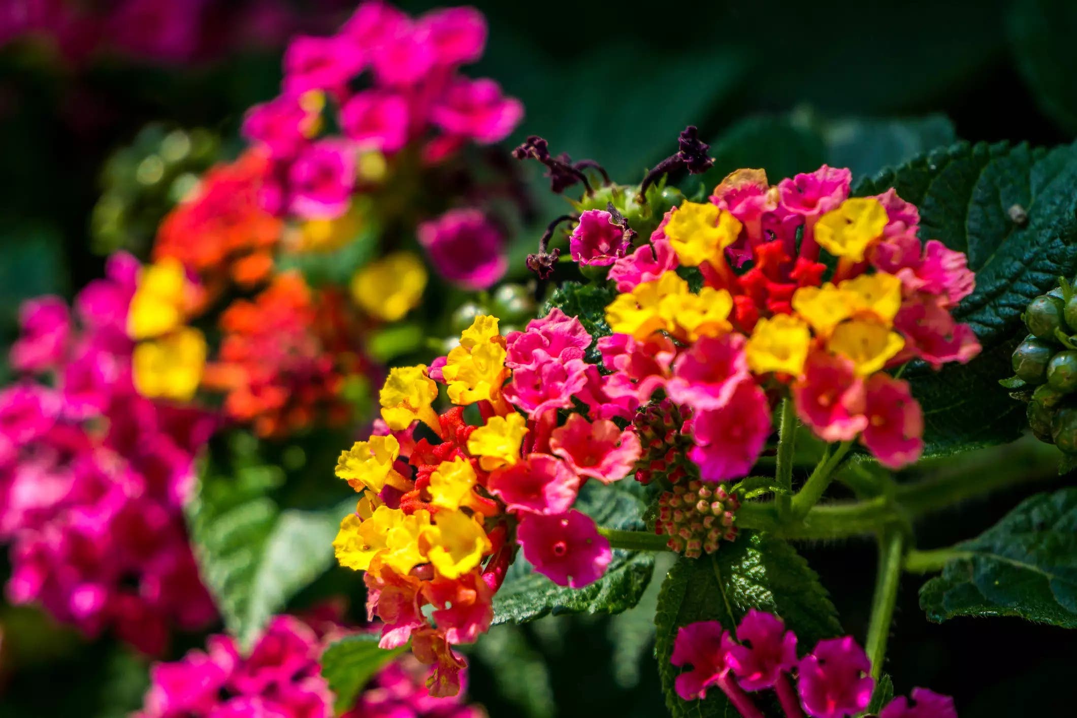 lantana