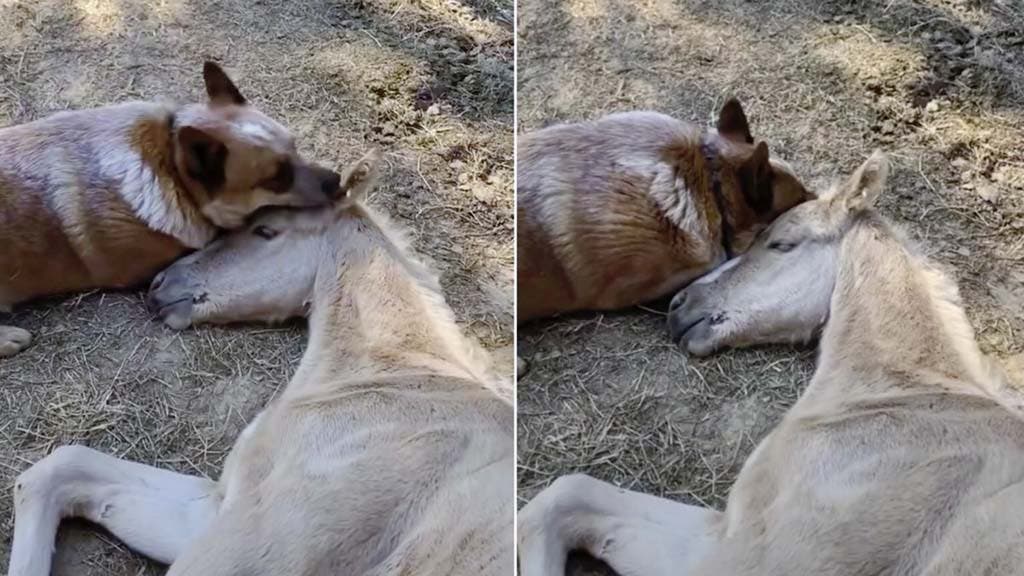 le chien et le poulain