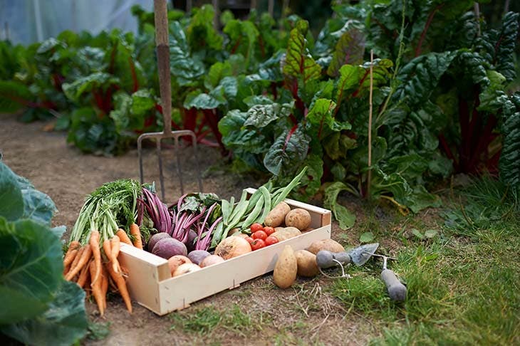 Légumes du jardin 