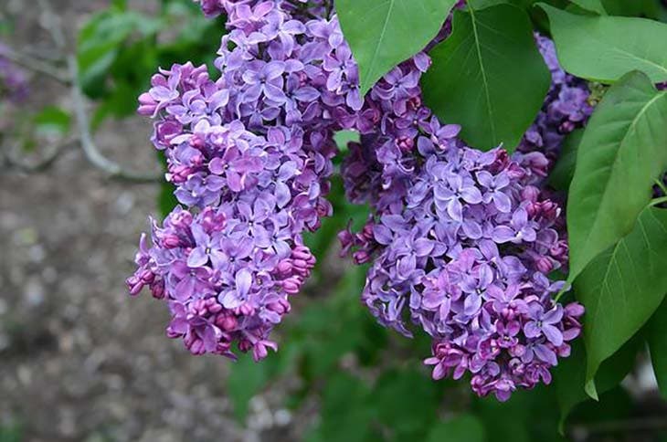 lilas en fleurs