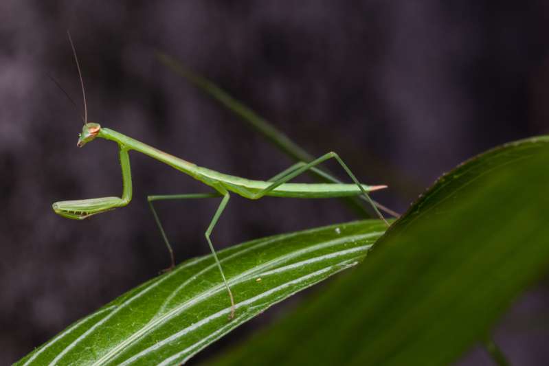 Voici l’insecte spirituel de chaque signe du zodiaque et ce qu’il dit de votre personnalité