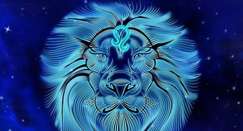 lion2