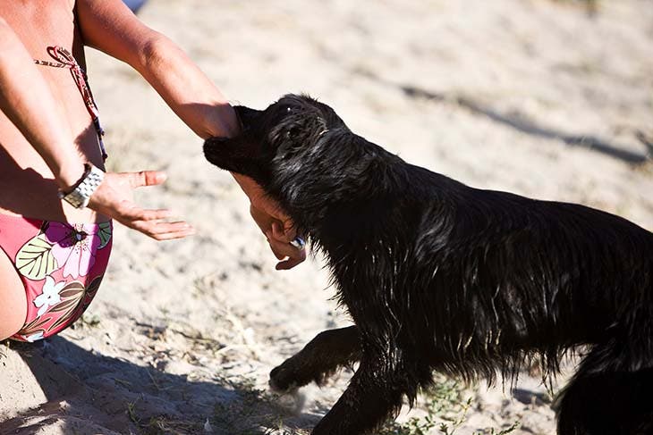 Morsure de chien 