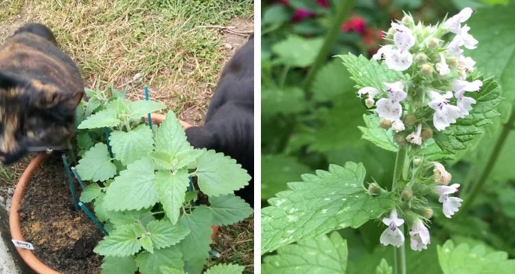 nepeta cataria