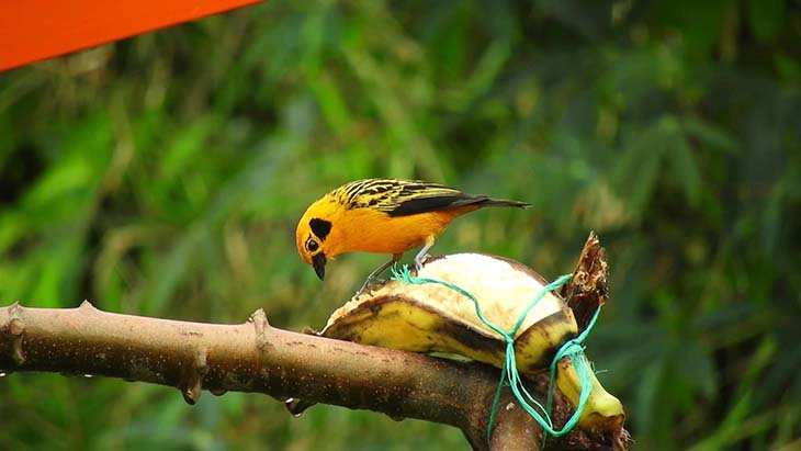 Oiseau mange une banane 