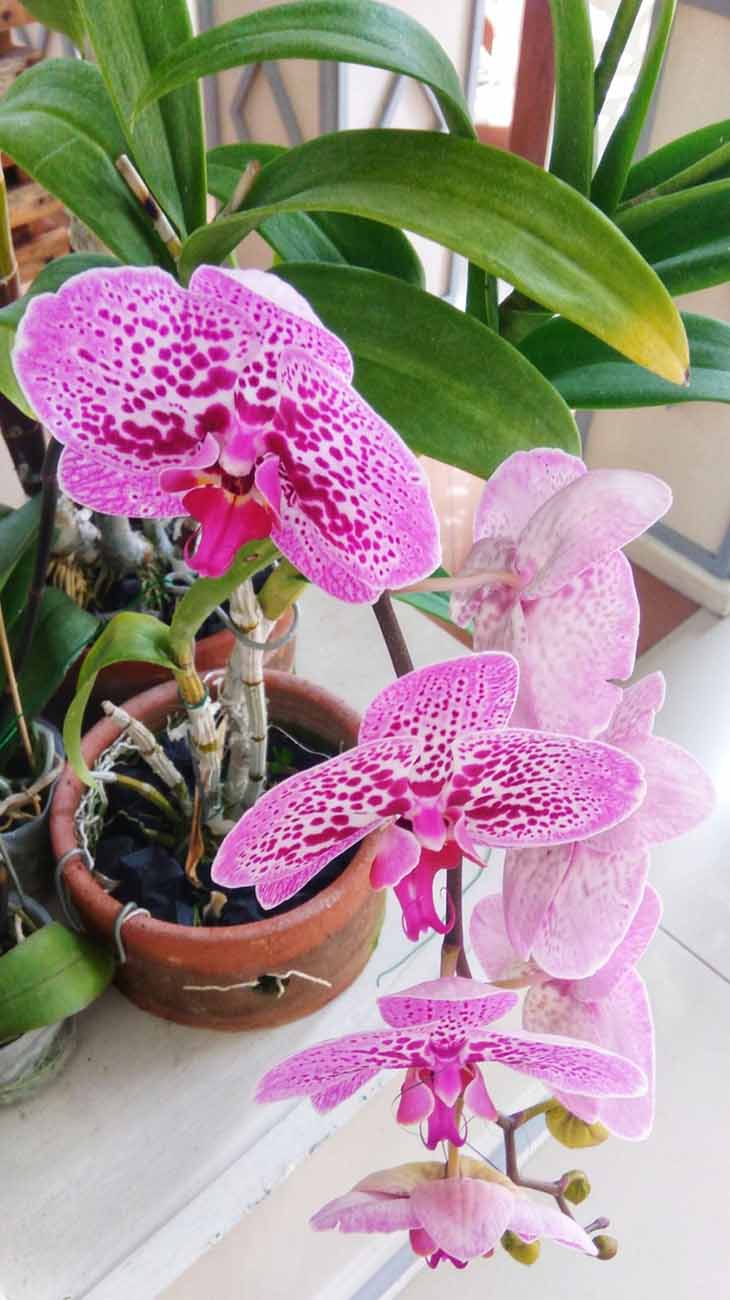 Orchidée 