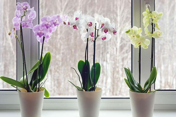 orchidee