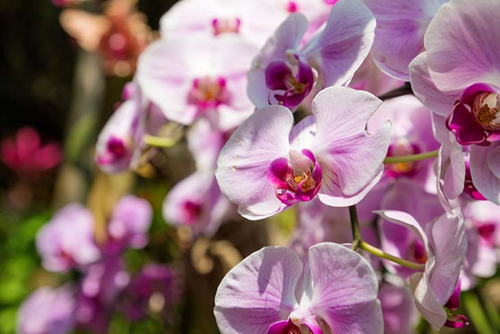 Orchidées 