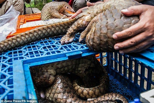 pangolins