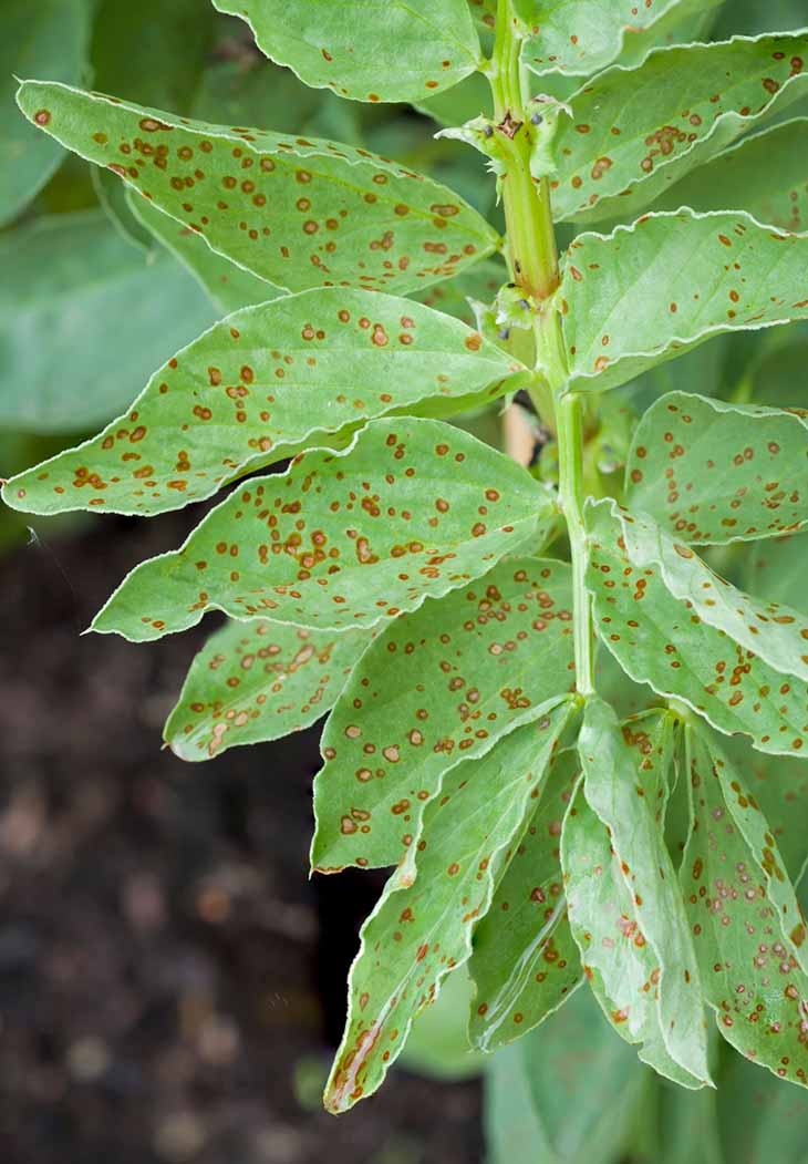 Parasites sur les plantes 