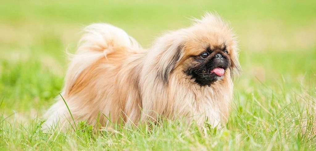 pekinois