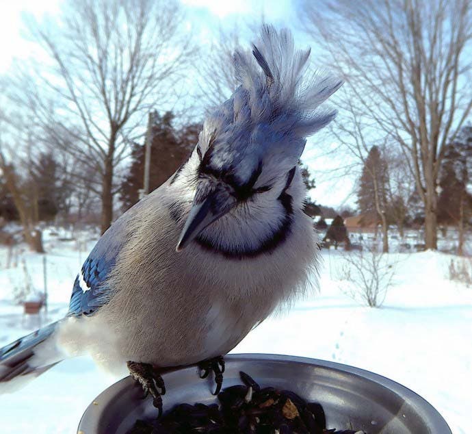 photos d’oiseaux