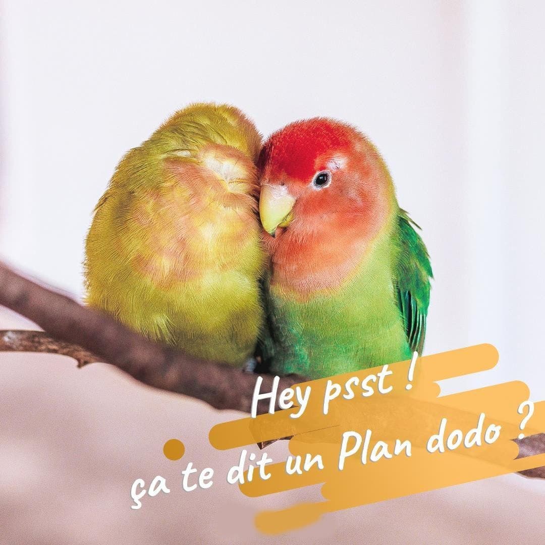 plan dodo