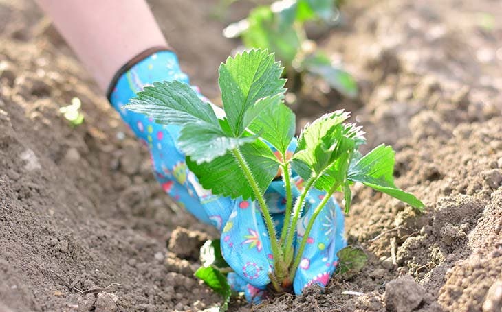 Planter un plant de fraises - source : spm