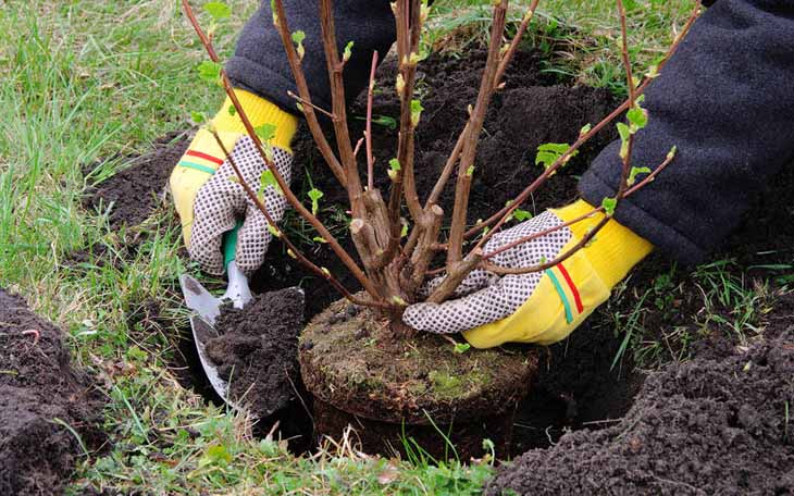 Plantation arbre fruitier  