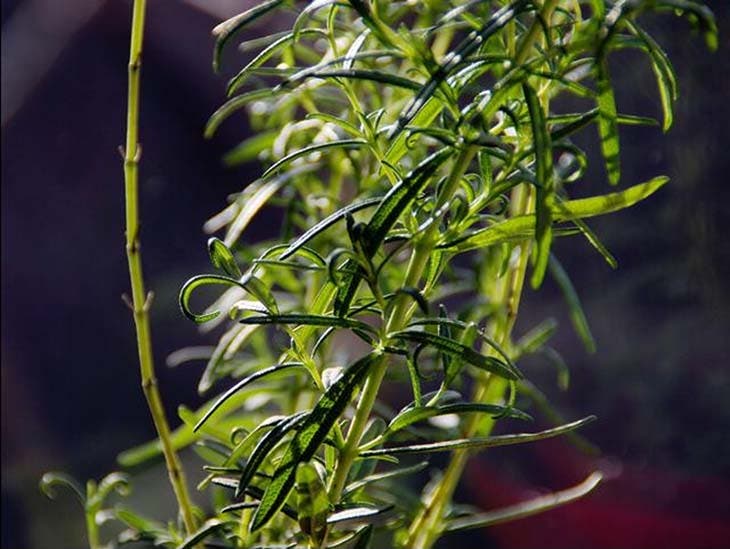 Plante de romarin dans le jardin de la maison 