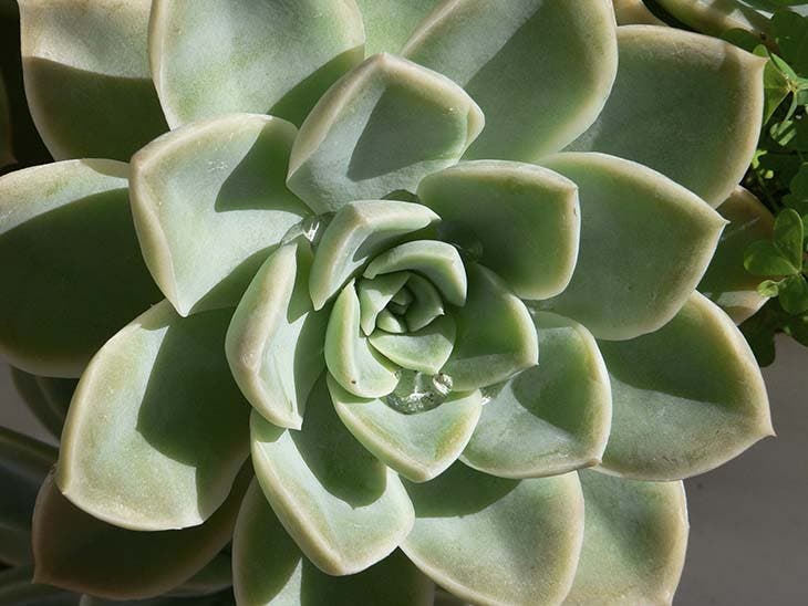 plante succulente