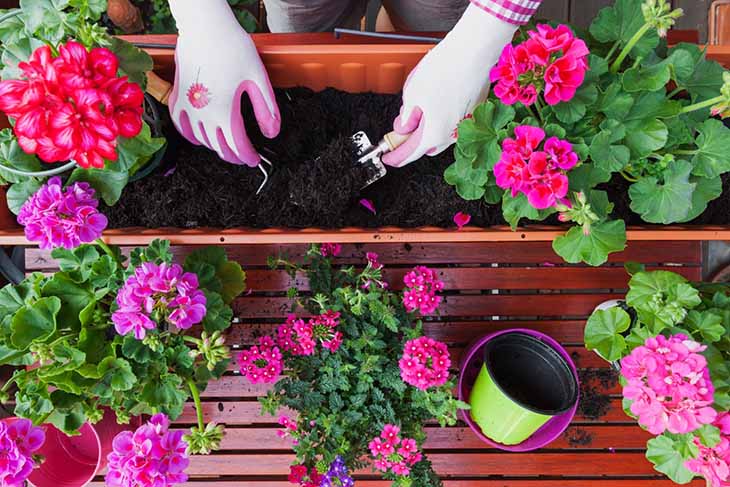 Planter des plants de rose 