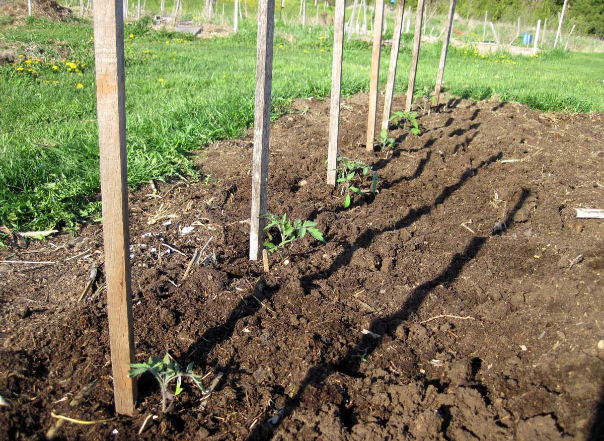 planter tomates