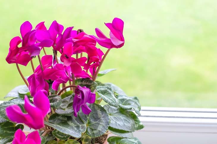 Le cyclamen, plante toxique pour les animaux domestiques. source : spm