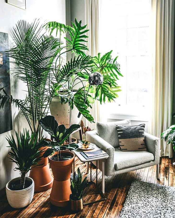 plantes dinterieur