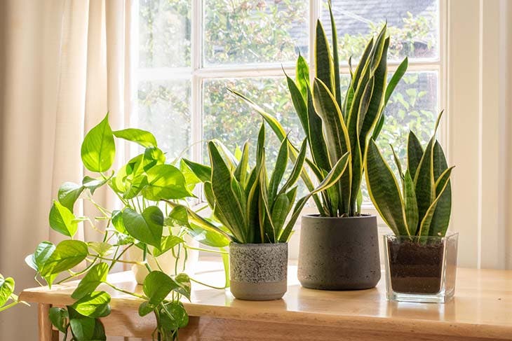 plantes dinterieur