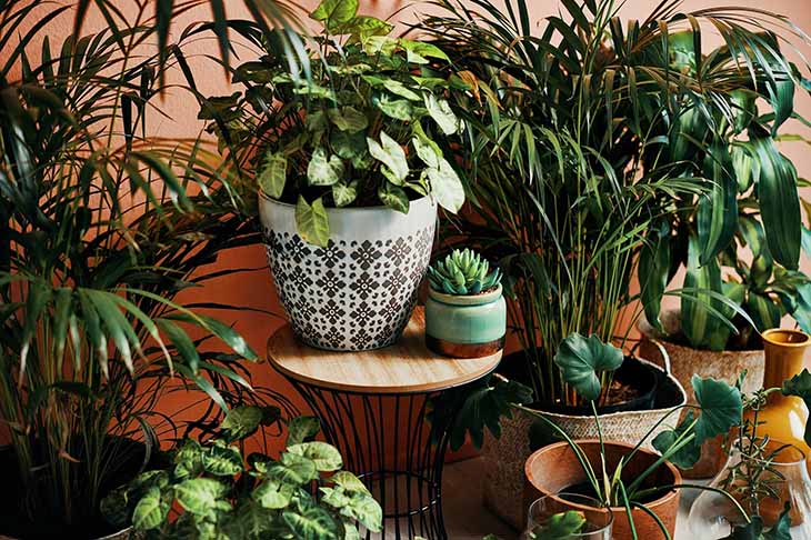 Des plantes en pot 