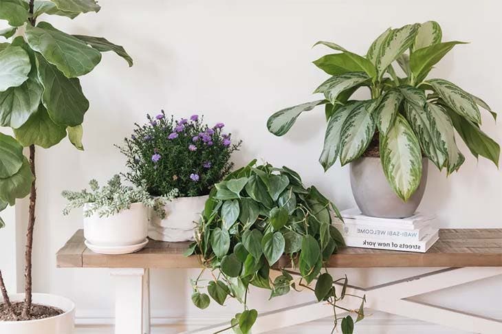 plantes interieur