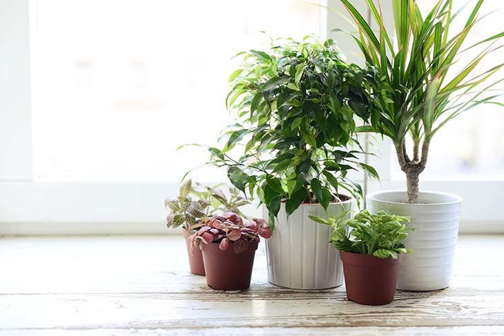 Des plantes en pot sur le rebord de la fenêtre 