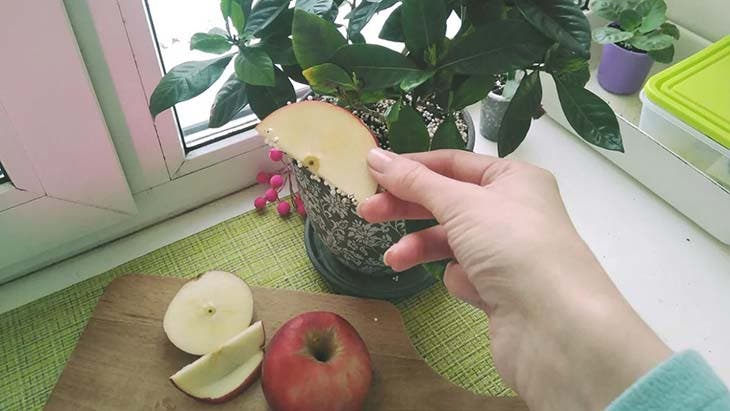 Mettre une pomme dans la plante 