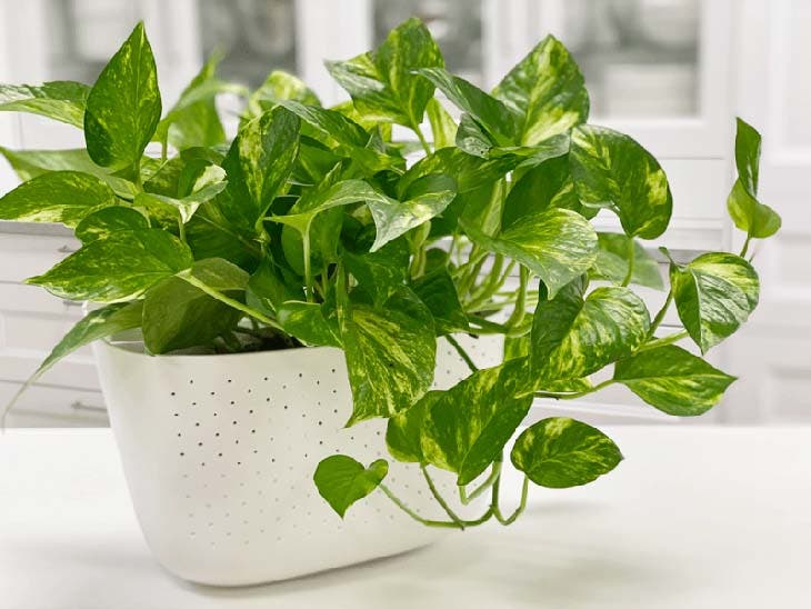 pothos doré