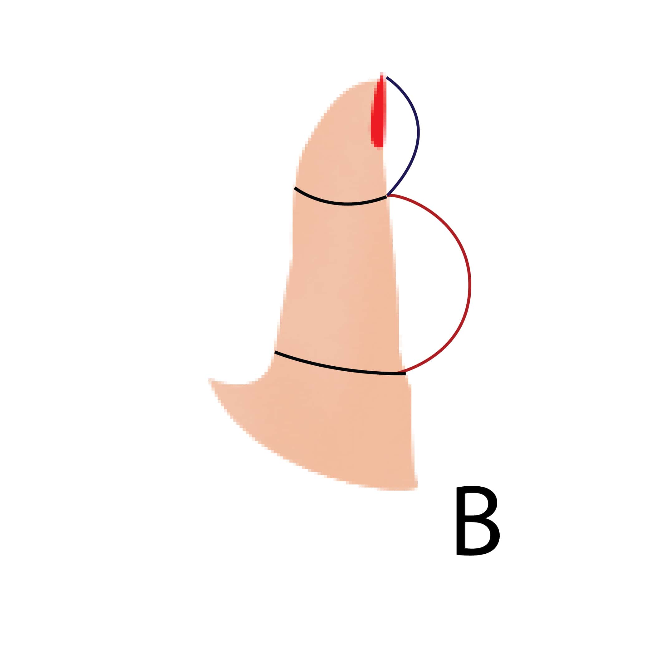 La forme de votre pouce révèle beaucoup de choses sur votre personnalité