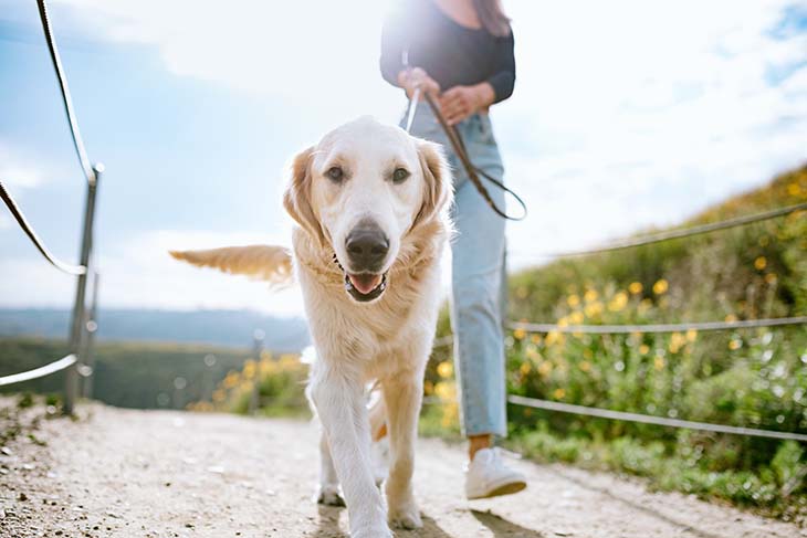 Promenade du chien - source : spm