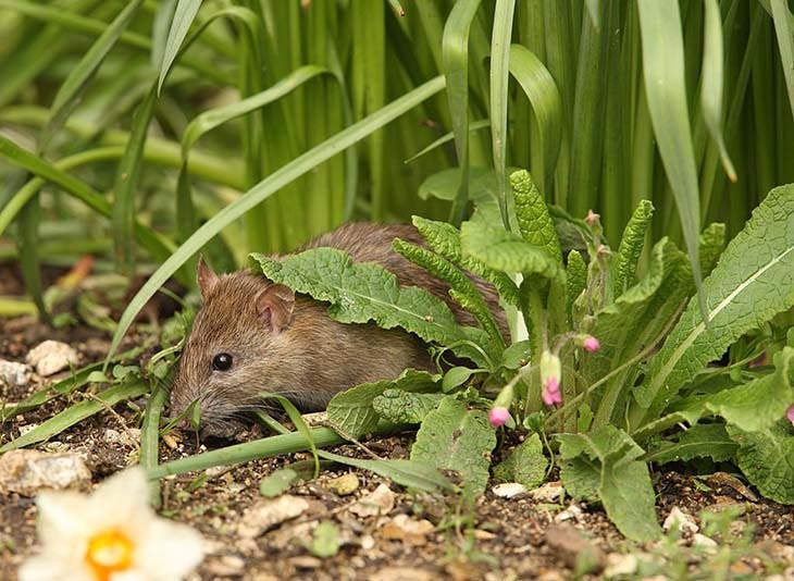 Un rat dans un jardin – spm