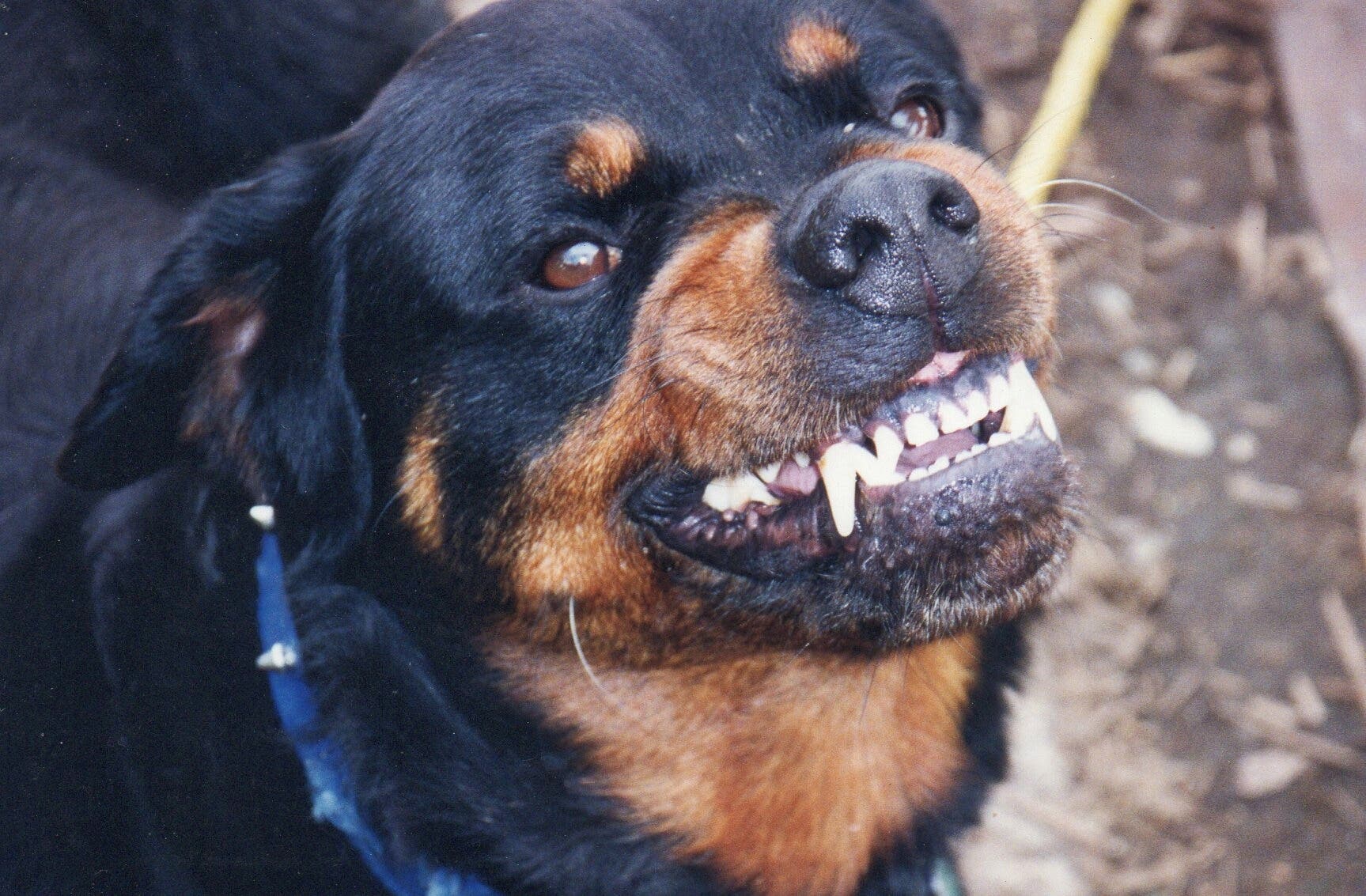 rottweiler1