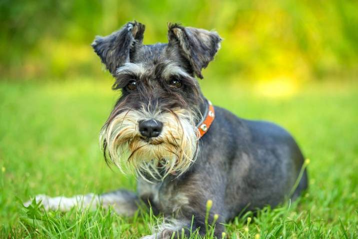 schnauzer