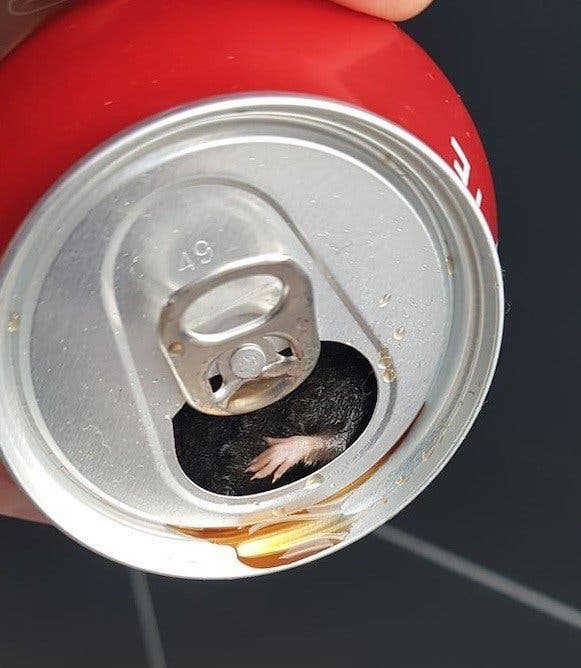 souris coca cola