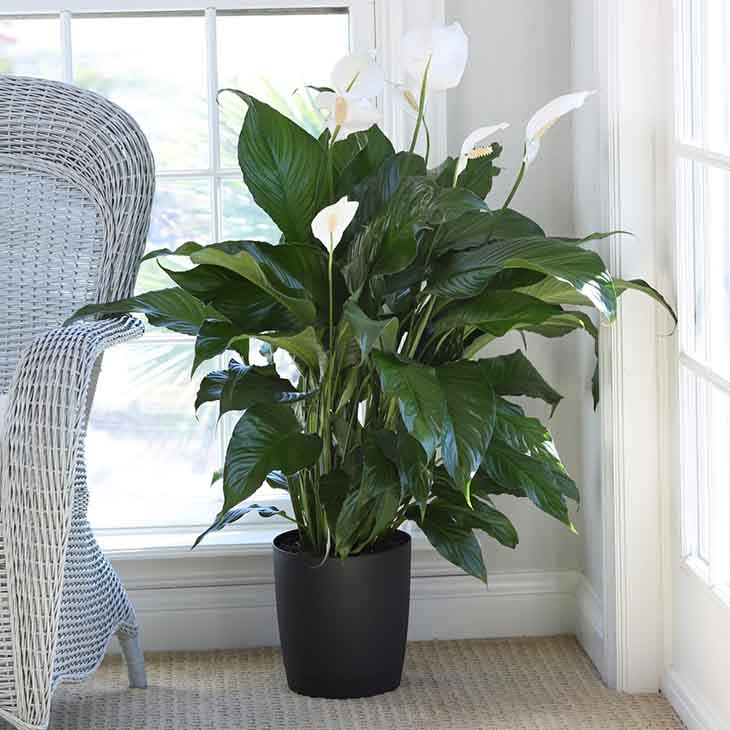 spathiphyllum