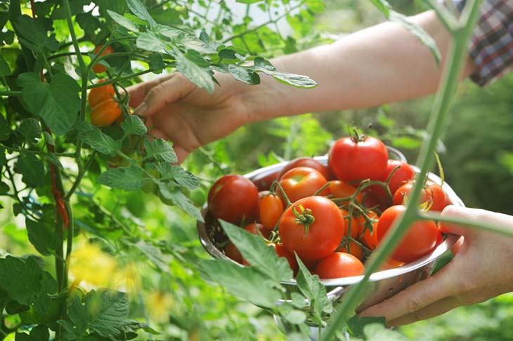 Tomates - source : spm