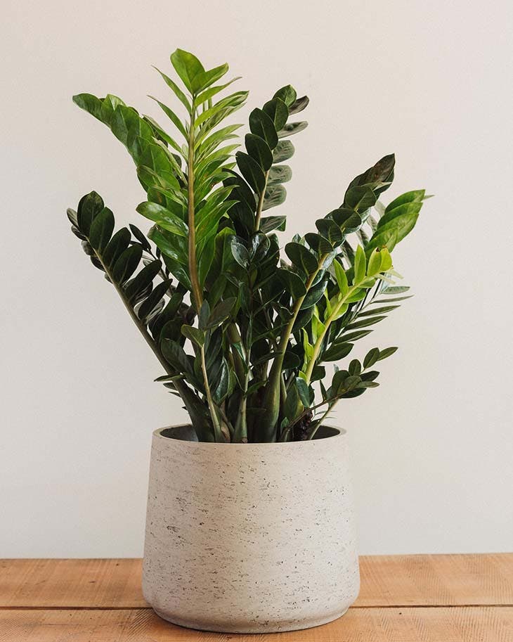 Le zamioculcas - source : spm